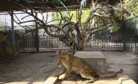 Zooparkdan paylaşılan şəkillər hamını heyrətə gətirdi - Fotolar